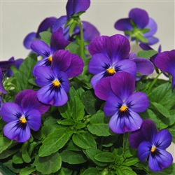 Viola Infinity Denim Jump Up