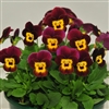 Viola Infinity Ruby Gold