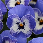 Viola Designer Delft