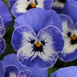 Viola Designer Delft