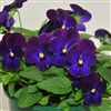 Viola Infinity Deep Blue