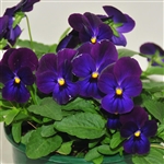 Viola Infinity Deep Blue