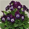 Viola Infinity Violet w Eye