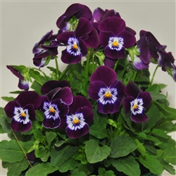 Viola Infinity Violet w Eye