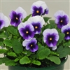 Viola Infinity Beaconsfield