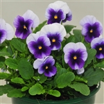 Viola Infinity Beaconsfield