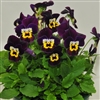 Viola Infinity Purple Gold