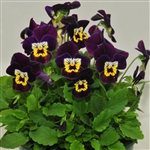 Viola Infinity Purple Gold