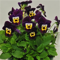 Viola Infinity Purple Gold