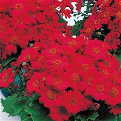 Cineraria Miranda Crimson