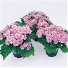 Cineraria Miranda Dark Pink