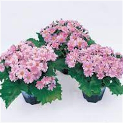 Cineraria Miranda Dark Pink