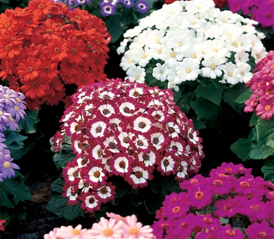 Cineraria Miranda Mix