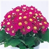 Cineraria Miranda S'berry Red