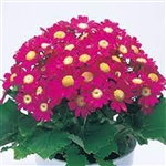 Cineraria Miranda S'berry Red