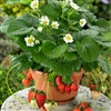 Strawberry Fragoo White