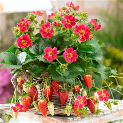 Strawberry Fragoo Rose