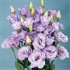 Lisianthus Jasny 3 Lavender Pellets