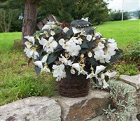 Begonia Joy Mocca White Pellets