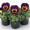 Pansy Designer Orange Queen