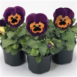 Pansy Designer Orange Queen