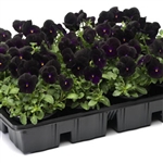 Viola Designer Black Velvet