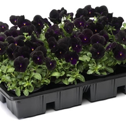 Viola Designer Black Velvet
