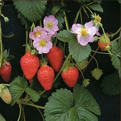 Strawberry Florian - Pink