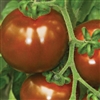 Tomato Sacher (Brown Gourmet)