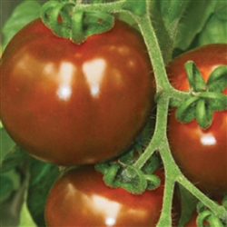 Tomato Sacher (Brown Gourmet)