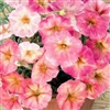 Petunia Dolce Trio Mix Pellets