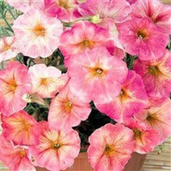 Petunia Dolce Trio Mix Pellets