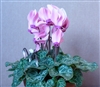 Cyclamen Enzett Pink_disc