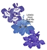 Lobelia Aqua Blue Mix Pellets