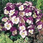 Pansy Cats Purple/White