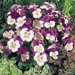 Pansy Cats Purple/White