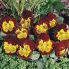 Pansy Cats Red/Gold