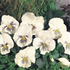 Pansy Cats White