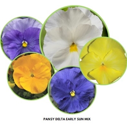 Pansy Delta Early Sun