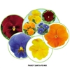 Pansy Santa Fe