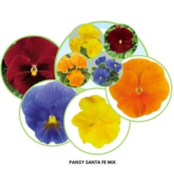 Pansy Santa Fe