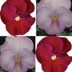 Pansy Strawberry Crush