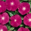 Vinca Heatwave Raspberry