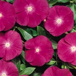 Vinca Heatwave Raspberry