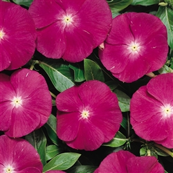 Vinca Heatwave Raspberry