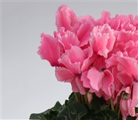 Cyclamen Maxfringe Lt Salmon