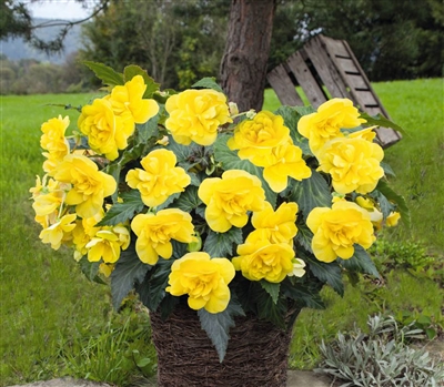 Begonia Joy Yellow Pellets