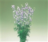 Larkspur Cannes Purple Picotee