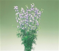 Larkspur Cannes Purple Picotee