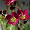 Saxifraga Highlander Red_disc